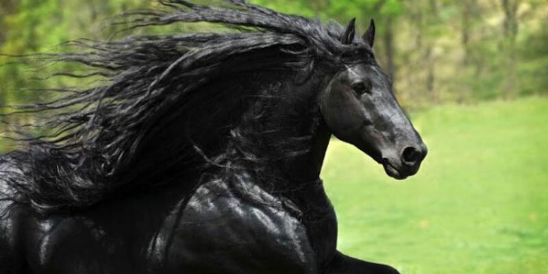 100 кличок для вашого коня: обираємо ідеальне ім’я українською