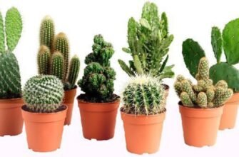 15 цікавих фактів про кактуси: незвичайні властивості та секрети догляду