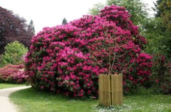 Різноманітні декоративні кущі: вибір в інтернет-магазині Яскрава Клумба