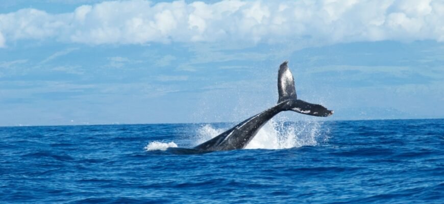 Вік китів: Скільки років живуть гіганти океанів у дикій природі?