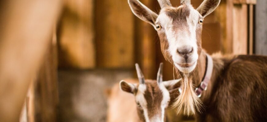 Характеристика Тварини 1991 року: Рік Металевого Бика за Китайським Гороскопом