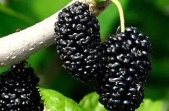 Посадіть шовковицю цієї весни: корисні властивості та де купити саджанці