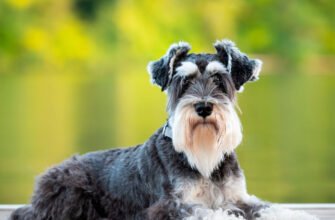 Найкращі характеристики шнауцерів: ідеальні собаки для родини