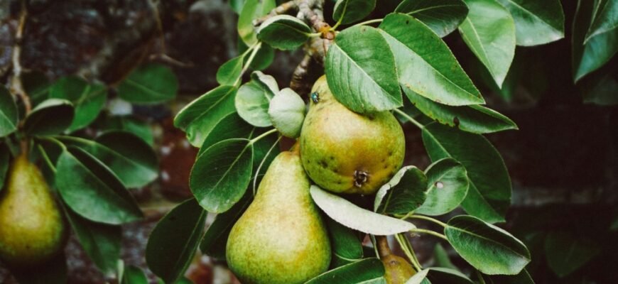 Лікувальні властивості дикої груші: поради для здоров’я і краси