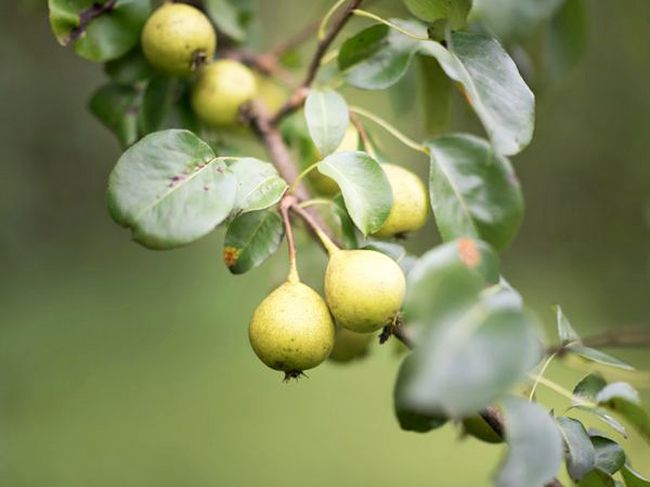 Дика груша лікувальні властивості
