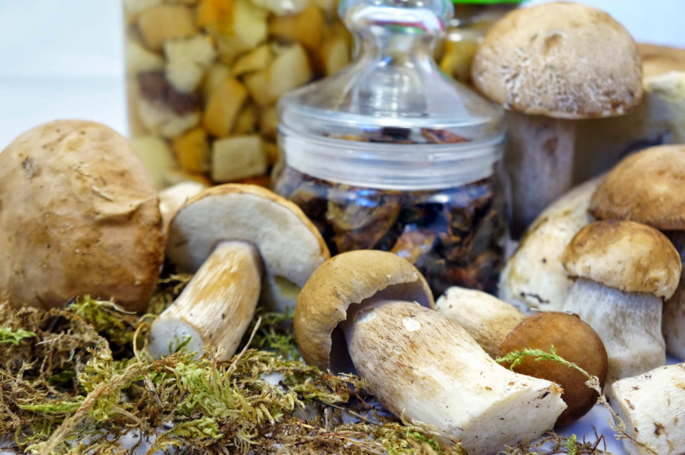 Білі гриби у сні