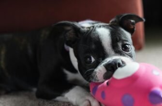 Топ-10 іграшок для тварин: забезпечте активність та веселі ігри вдома