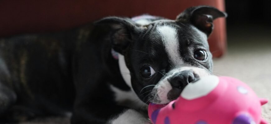 Топ-10 іграшок для тварин: забезпечте активність та веселі ігри вдома