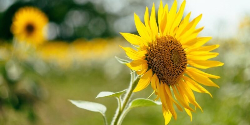 Як легко намалювати соняшник: покрокова інструкція для дітей художників