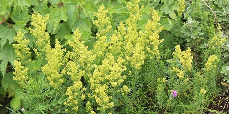 Лікувальні властивості підмаренника чіпкого: користь та ризики для здоров’я