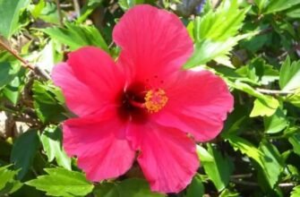 Чи варто садити гібіскус біля дому: народні прикмети та поради експертів