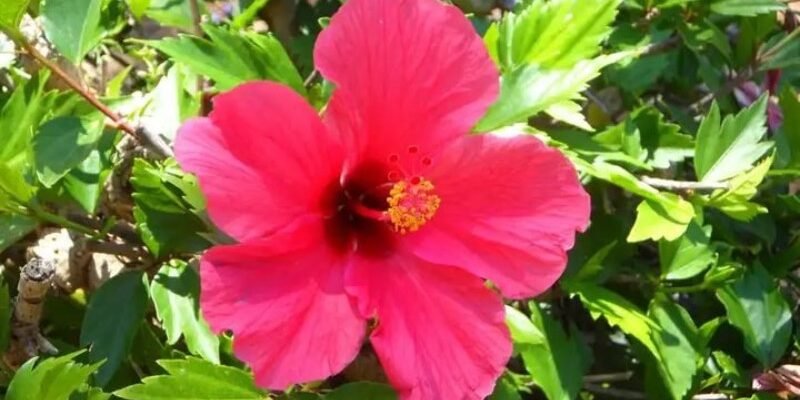 Чи варто садити гібіскус біля дому: народні прикмети та поради експертів