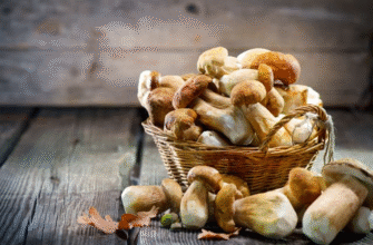 Сонник: До чого сняться білі гриби та їх значення у вашому житті