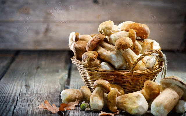 Сонник: До чого сняться білі гриби та їх значення у вашому житті