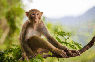 2016 рік за Східним календарем: ким була Вогняна Мавпа?