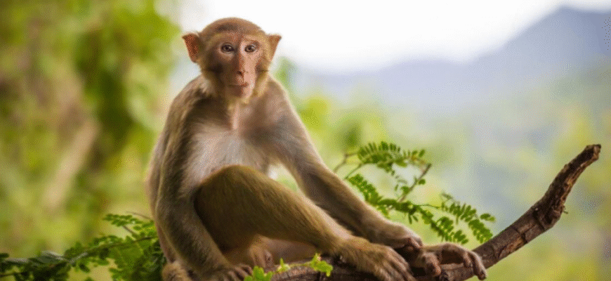 2016 рік за Східним календарем: ким була Вогняна Мавпа?