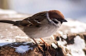 Давати горобцям дулі: значення фрази, синоніми та антоніми в українській мові