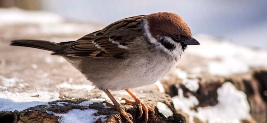 Давати горобцям дулі: значення фрази, синоніми та антоніми в українській мові