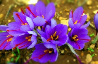 Розкриття відмінностей: чим крокус відрізняється від шафрану?