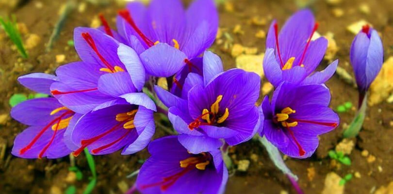 Розкриття відмінностей: чим крокус відрізняється від шафрану?