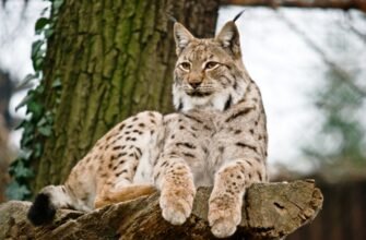 Рідкісні тварини Карпат: відкрийте таємниці дикої природи України