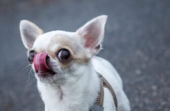 Скільки років живуть чихуахуа: тривалість життя та особливості догляду