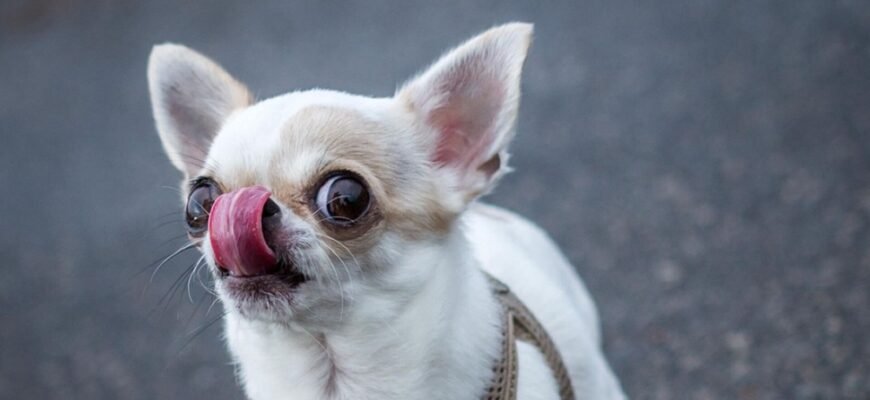 Скільки років живуть чихуахуа: тривалість життя та особливості догляду