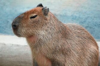 Капібара: Опис, Середовище Проживання та Харчові Звички
