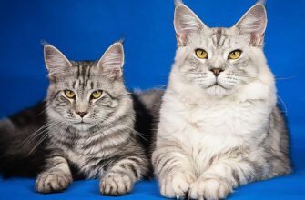 5 порід великих котів: вибір і поради по догляду за великими улюбленцями