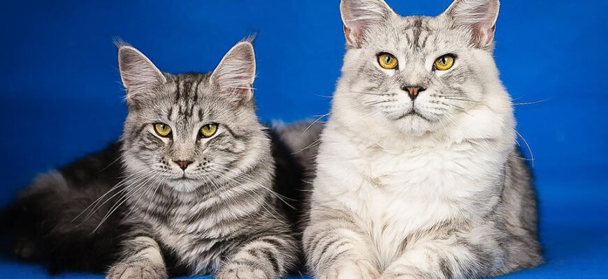 5 порід великих котів: вибір і поради по догляду за великими улюбленцями
