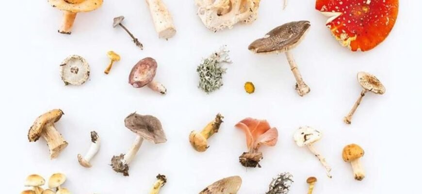 Гриби для мікродозингу: корисні властивості та важливі поради