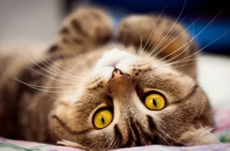 Еко-пасти для котів: натуральний захист здоров’я вашого улюбленця