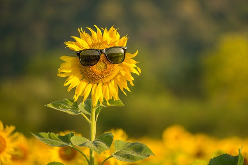 Літній захід сонця