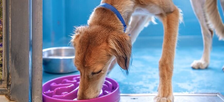 Ласощі для собак: як обрати найкращі частування для улюбленця?