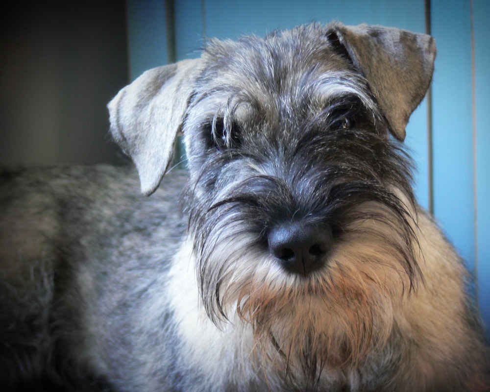 Шнауцер грає з дітьми