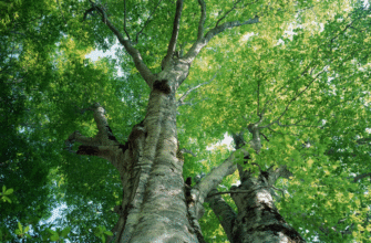 10 цікавих фактів про осику: дізнайтеся більше про це унікальне дерево