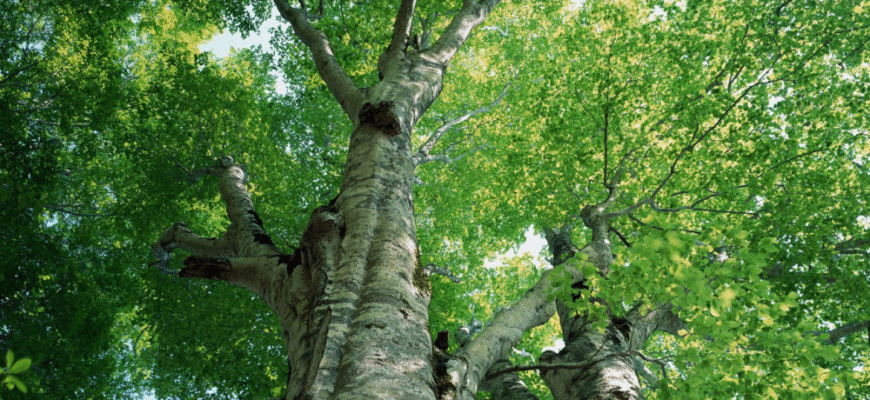 10 цікавих фактів про осику: дізнайтеся більше про це унікальне дерево