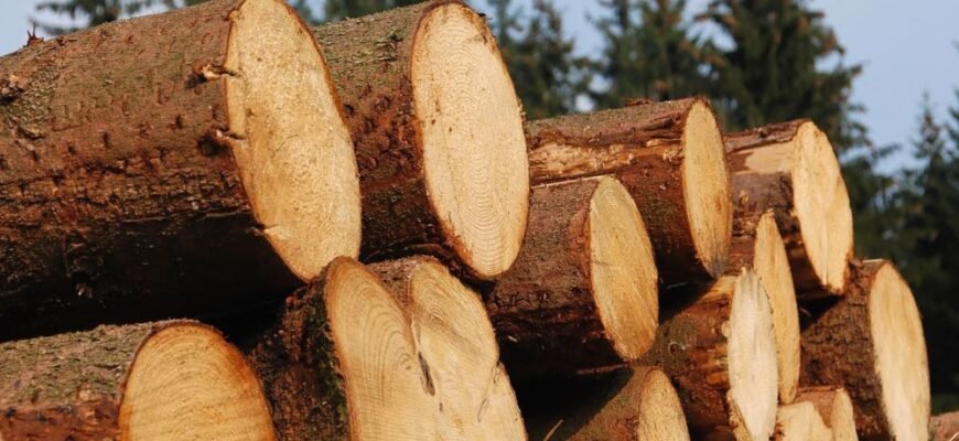 Особливості лісозаготівлі в Україні: Як уникнути шахраїв при купівлі деревини