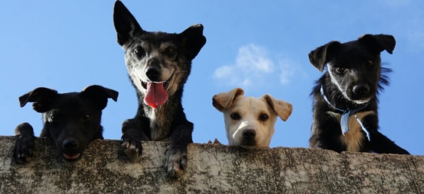 Спілкування собак: неймовірні факти, які здивують навіть досвідчених власників