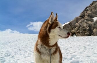 Хаскі: середня тривалість життя, фактори впливу та догляд для довголіття