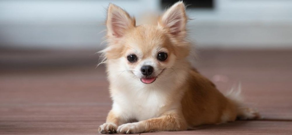 Чихуахуа на відпочинку