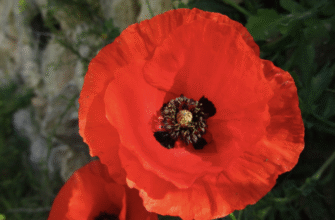 Заговори на мак: потужні ритуали для любові, грошей і успішної торгівлі