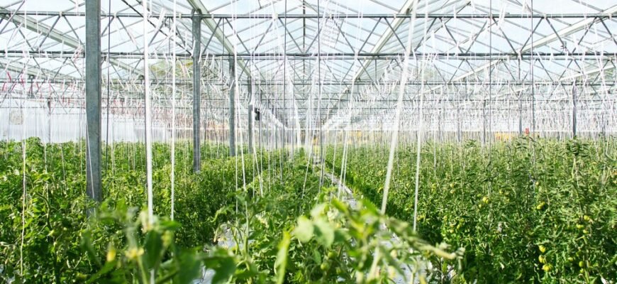 Теплиці з агроволокна: економічне вирощування овочів та зелені