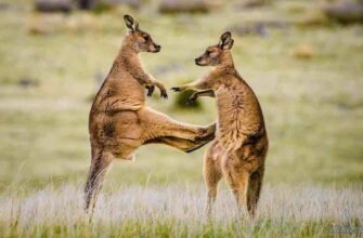 Цікаві факти про кенгуру: місця проживання, раціон та походження назви