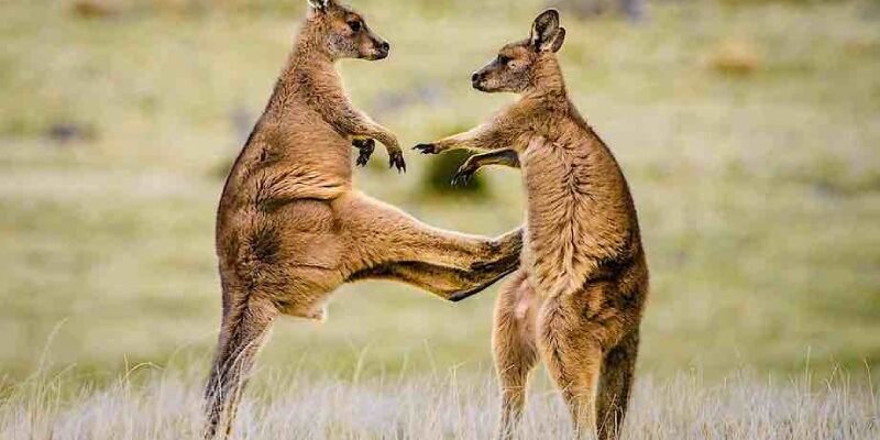 Цікаві факти про кенгуру: місця проживання, раціон та походження назви