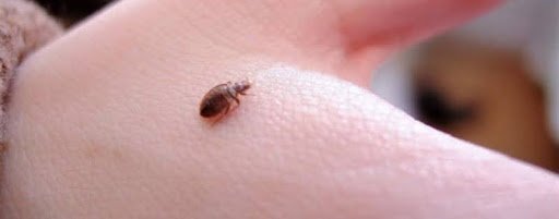 Як виглядає укус кліща: приклади на фото та поради щодо лікування Як виглядає укус кліща: приклади на фото та поради щодо лікування