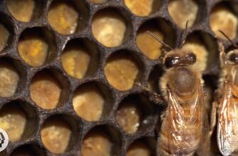 Як обрати медогонку для ефективного комерційного виробництва меду?