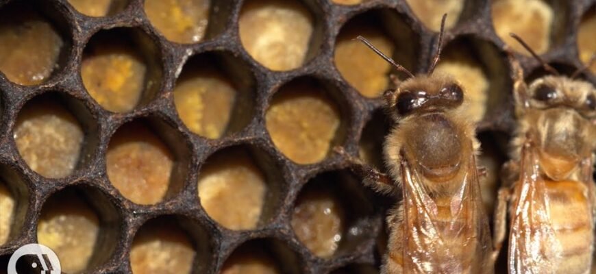 Як обрати медогонку для ефективного комерційного виробництва меду?