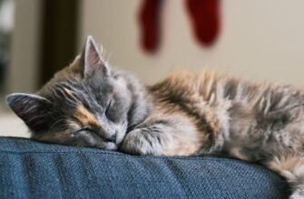 Як захистити диван від шерсті та подряпин кігтями домашніх улюбленців?