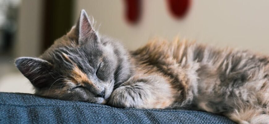 Як захистити диван від шерсті та подряпин кігтями домашніх улюбленців?